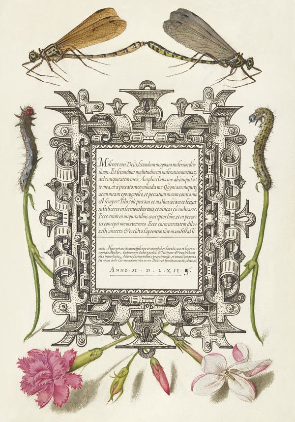 Régi kalligráfia botanikai illusztrációkkal - 65 Bocskay György, Joris Hoefnagel  16. századi kalligráfia és illlumináció reprint nyomata Botanika